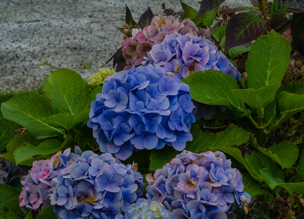 November Hydrangeas Frank Flickr