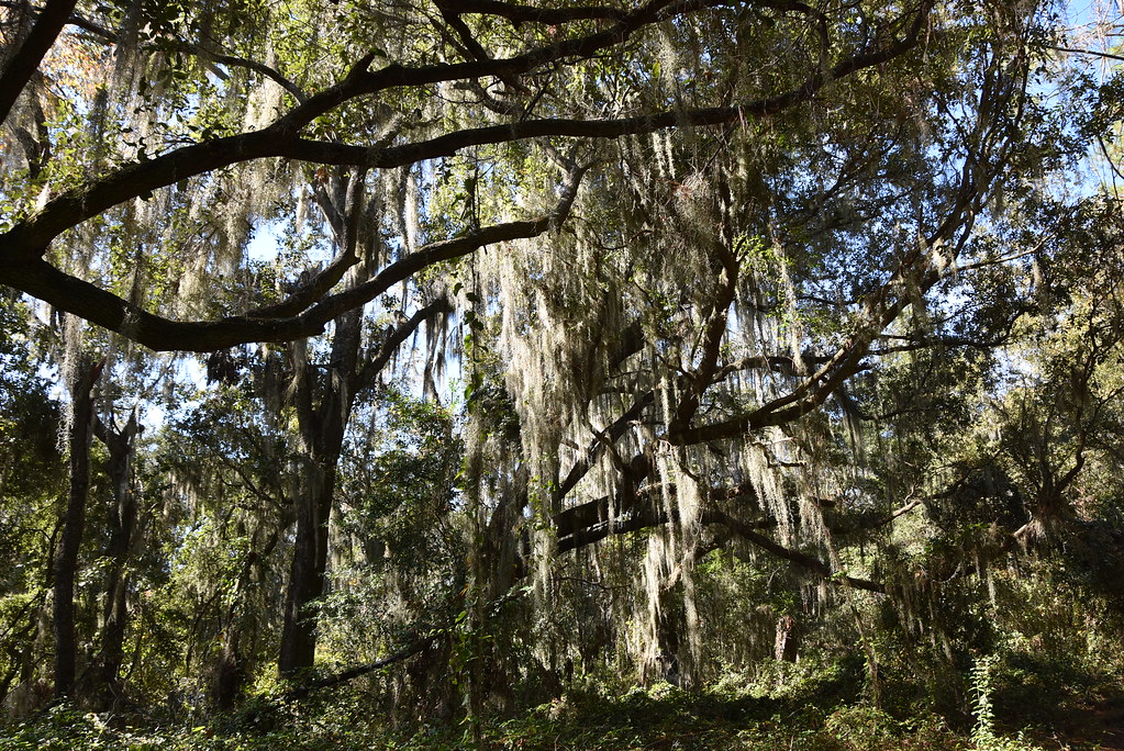 Hiking Around Piney Z Lake, Tallahassee, Florida Angelika Parker Flickr