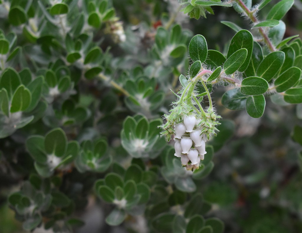 Arctostaphylos viridissima 'White Cloud' White Cloud Man… Flickr
