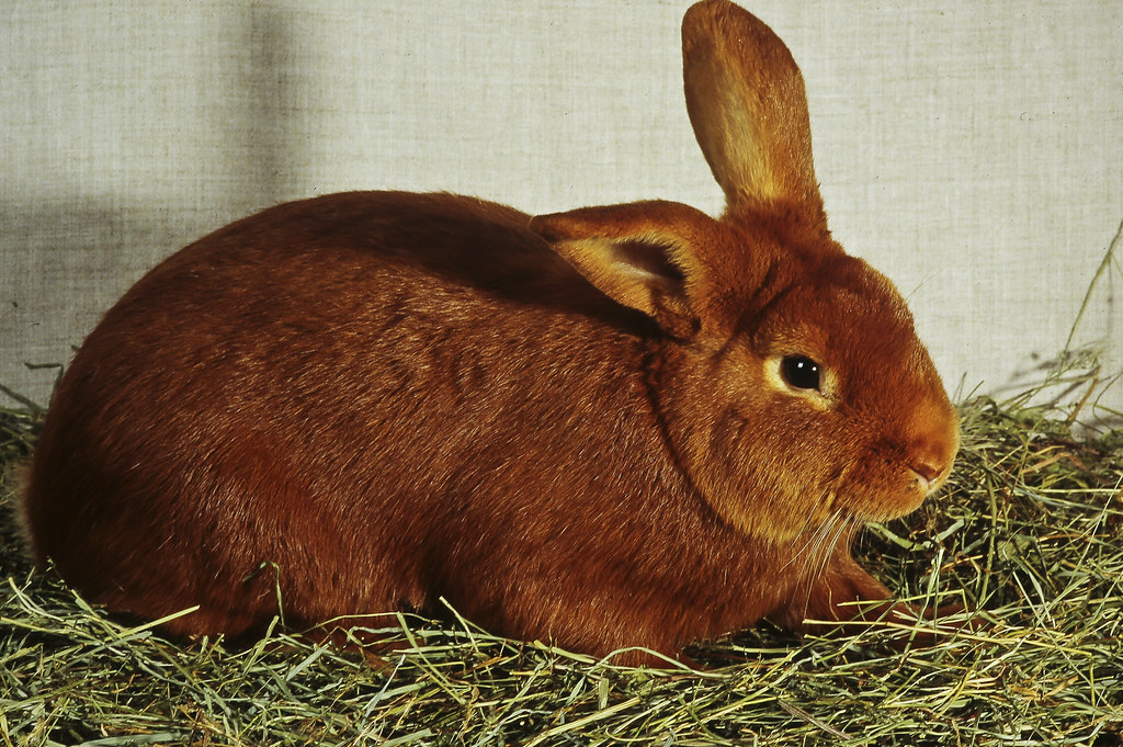 Lapins diverses races Flickr