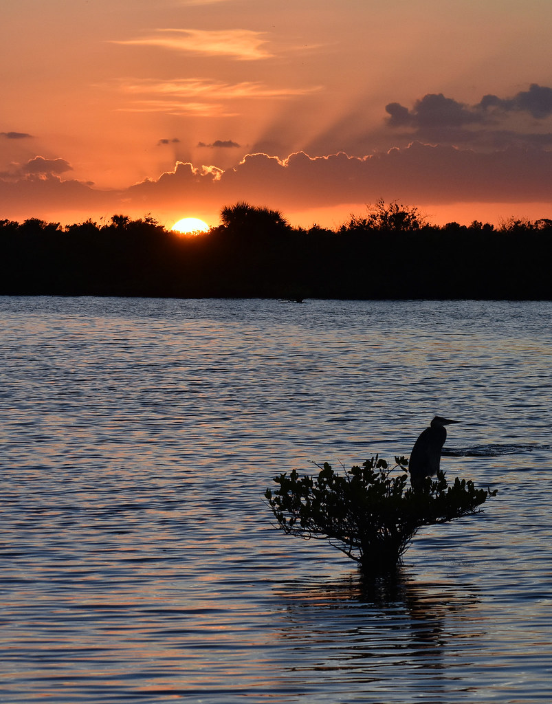 Sunset with Heron Black Point Wildlife Drive, Titusville, … Sarah