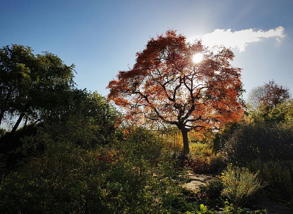 Nyssa tree at Winterbourne House and Gardens, Birmingham. Flickr