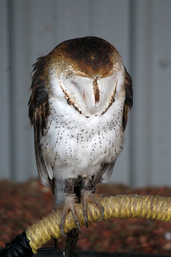 Barn Owl (Alberta Birds of Prey Centre) Barn Owl at the Al… Flickr
