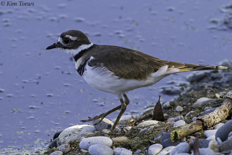 Killdeer / Charadrius vociferus photo call and song