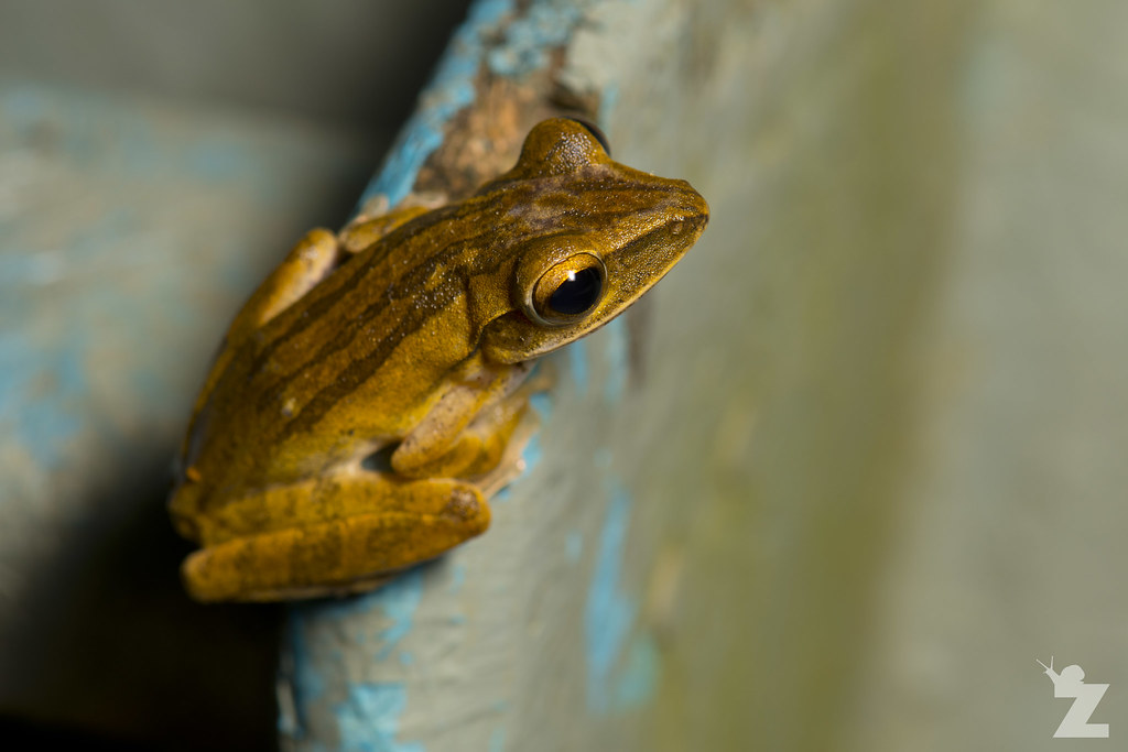 Polypedates [FOURLINED TREE FROG] Sabah, Born