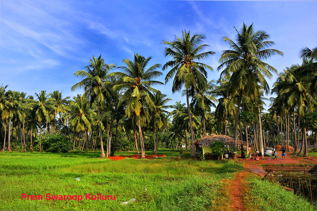 TypicalvillagesceneCoconuttrees Typical village scene… Flickr