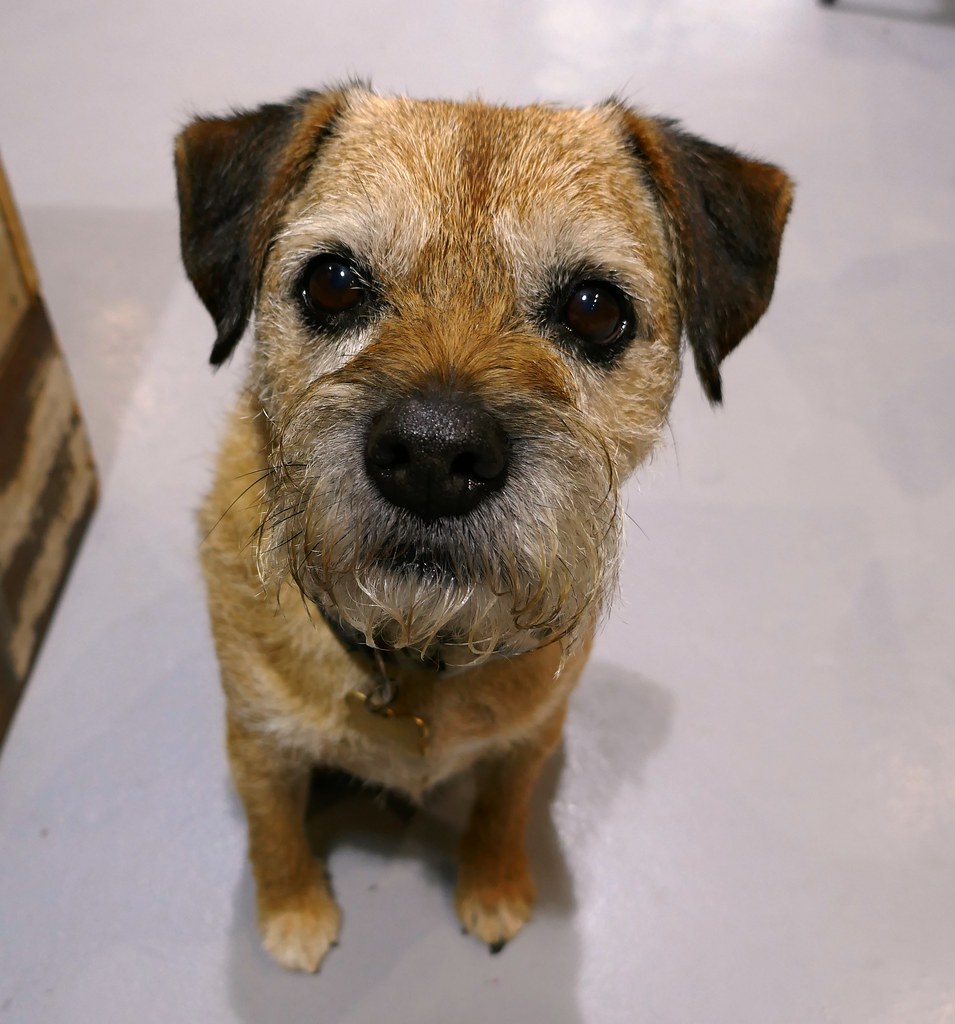 The Dog House, Pet Shop Resident Bradford on Avon, Wiltshi… Flickr