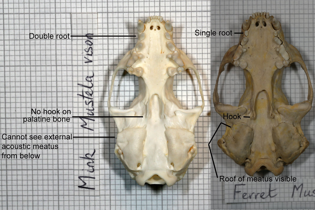 comparison mink ferret skull John Rochester Flickr