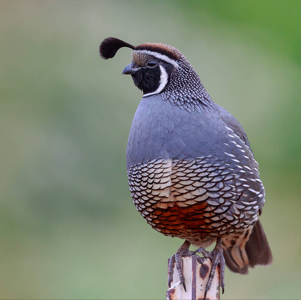California Valley quail "The sentry" Standing guard for p… Flickr