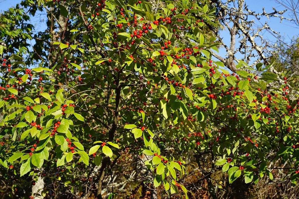 plant winterberry Boone Fork ncwetlands KG (21) NC Wetlands Flickr