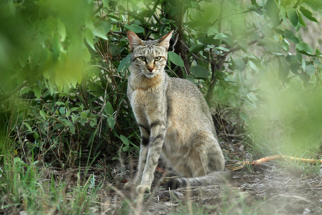 Felis lybica cafra ♀ (Southern African Wildcat) South Af… Flickr