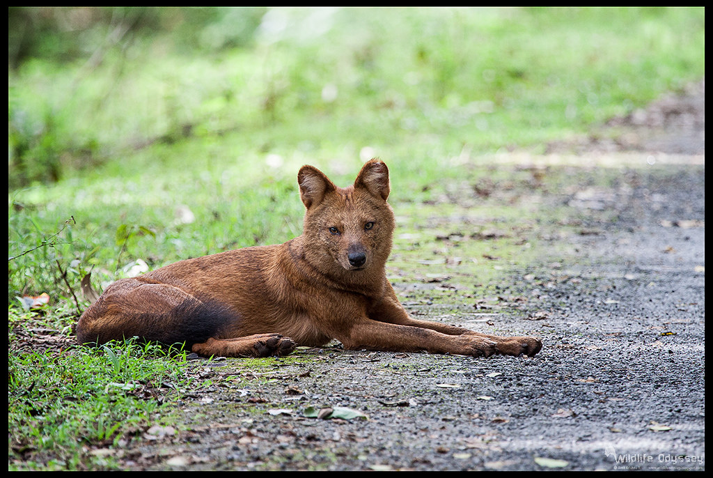 Wild Dog (Dhole) Scientific Name Cuon alpinus IUCN