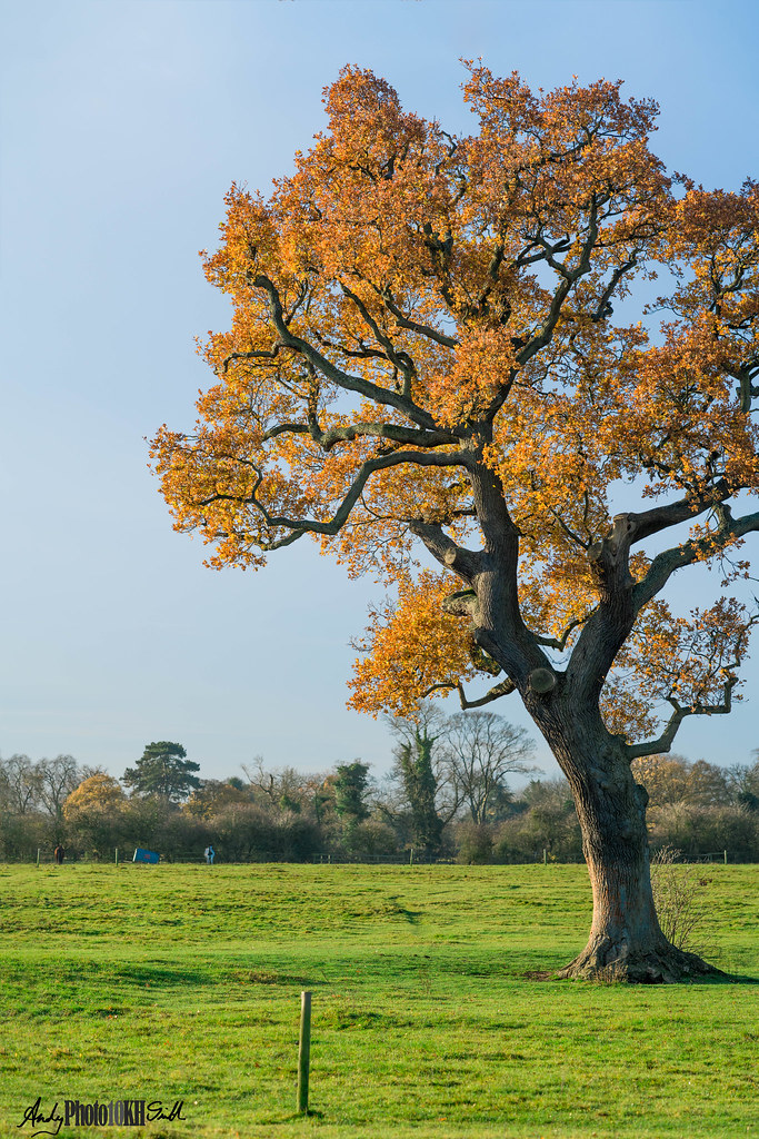 Bright tree Hastings Meadow Stoke Poges Journal www.photo… Flickr