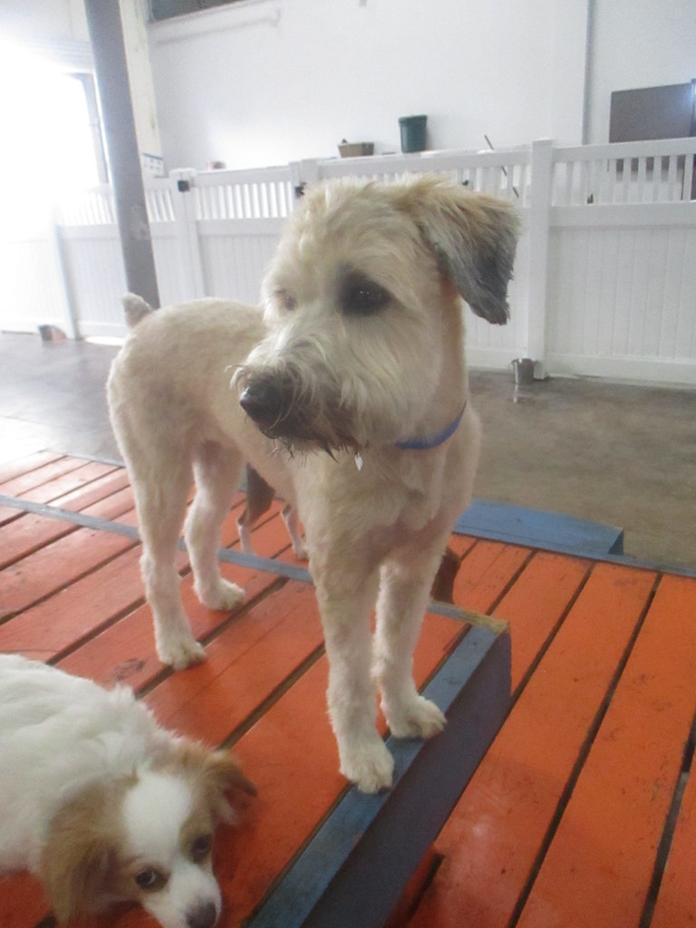 009 Dr. Boyd's Irvine Flickr