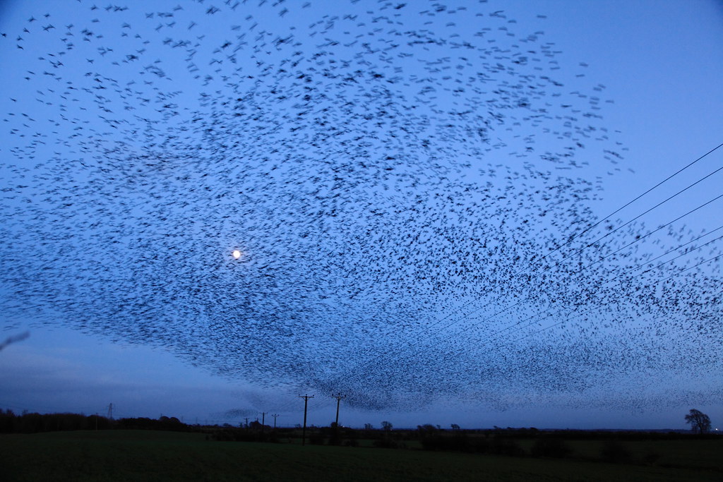 Starlings Banks NY 2015 045 David Wadsworth Flickr