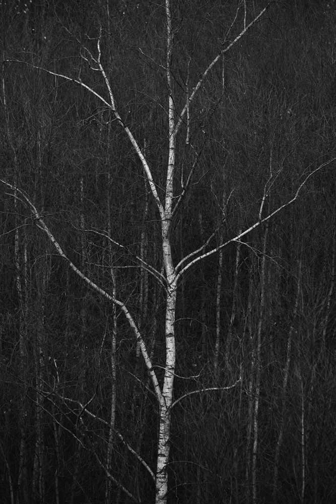 Silverbirch Silver birch against silver birches at Sevenoa… Flickr