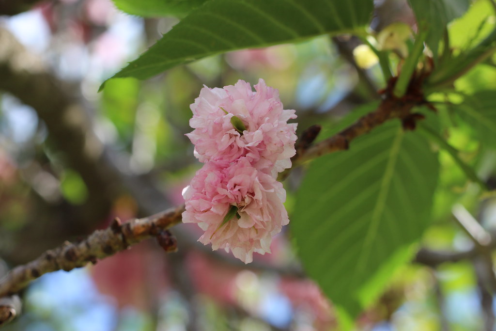Cherry Blossoms Johannesburg Botanical Gardens, South Afri… Rckr88