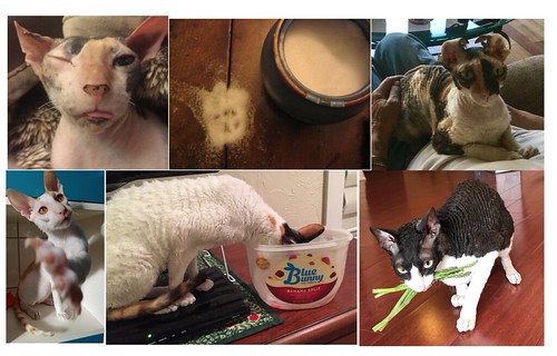 2018 Cornish Rex Friends Calendar July Available at cornis… Flickr