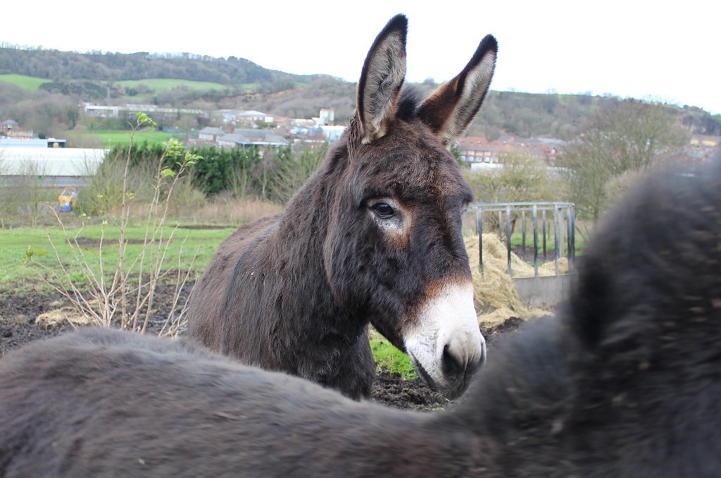 Donkey in winter quarters We treated the donkeys to some g… Flickr