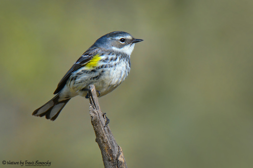 Yellowrumped Warbler (female or young male?) Nature by Travis
