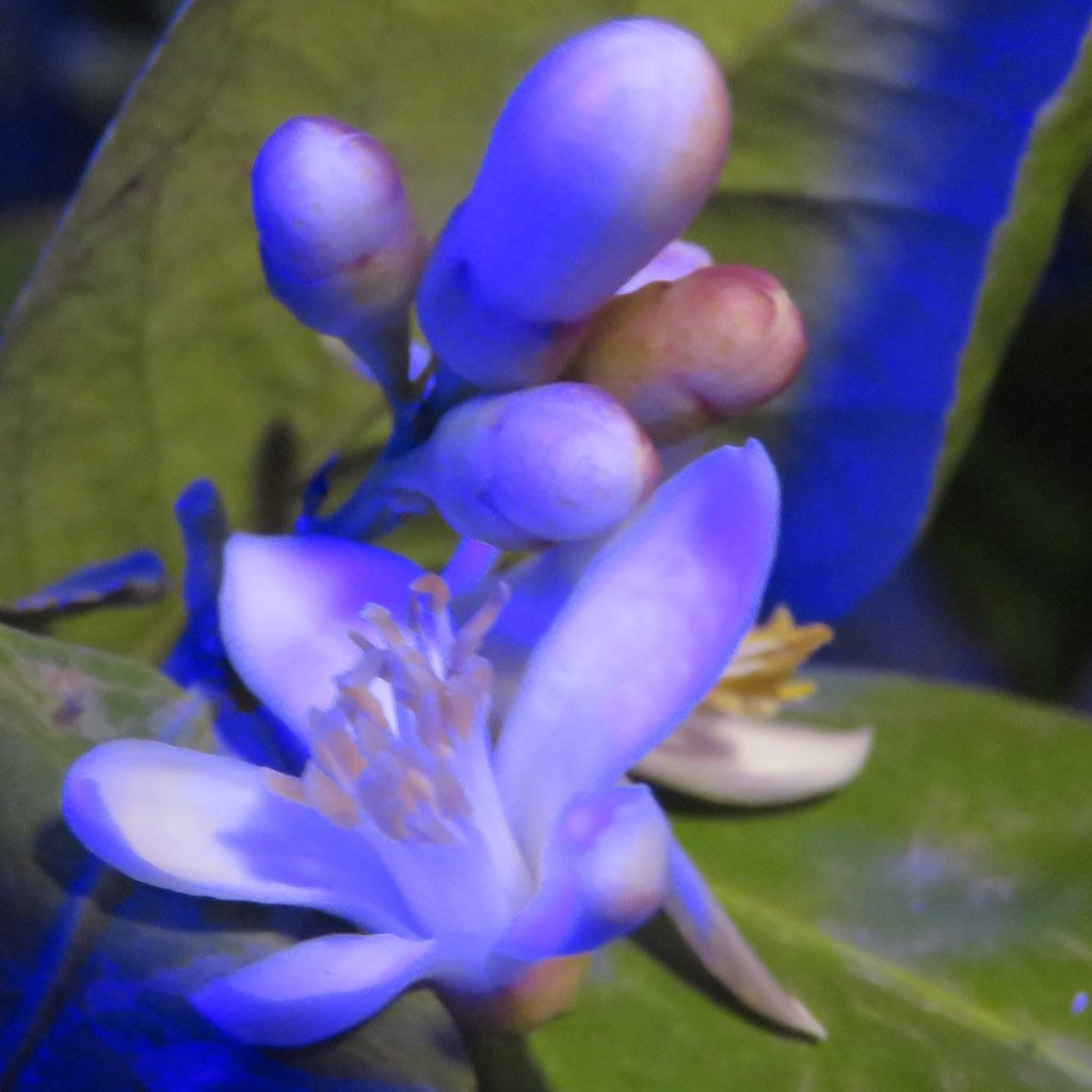 Citrus Blooms At Night in December SOOC The citrus tree … Flickr