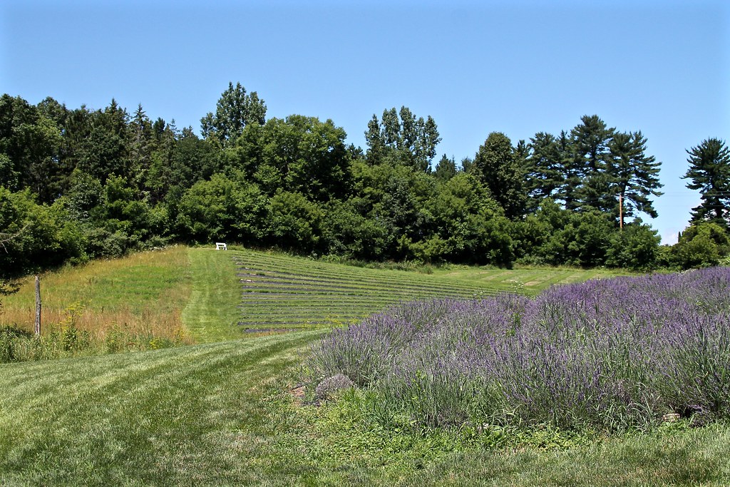 IMG_3061 Rowley Creek Lavender Farm, near Baraboo, Wiscons… Flickr