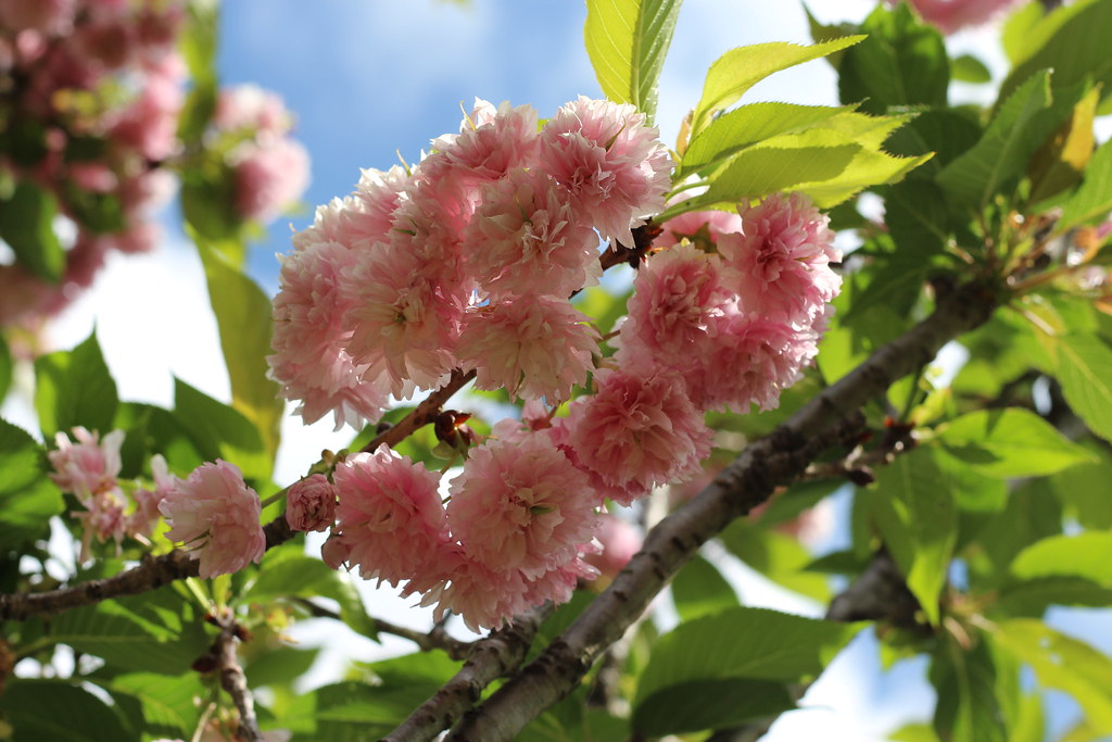 Cherry Blossoms Johannesburg Botanical Gardens, South Afri… Rckr88