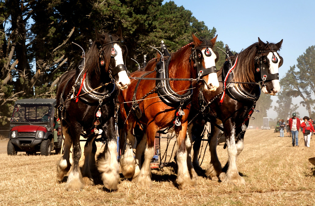 The Counrty Show. The Clydesdale is a breed of draught hor… Flickr