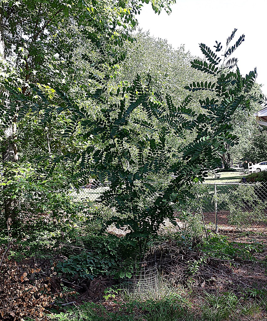 Black Locust Tree Backyard Estates Cary NC 2632 bobistraveling Flickr