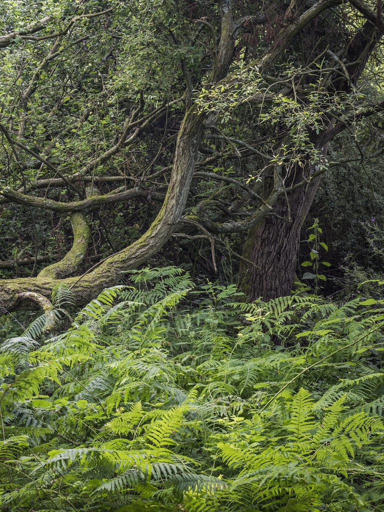 Nettlebed Common Nettlebed, Oxfordshire. twitter 500px … Flickr