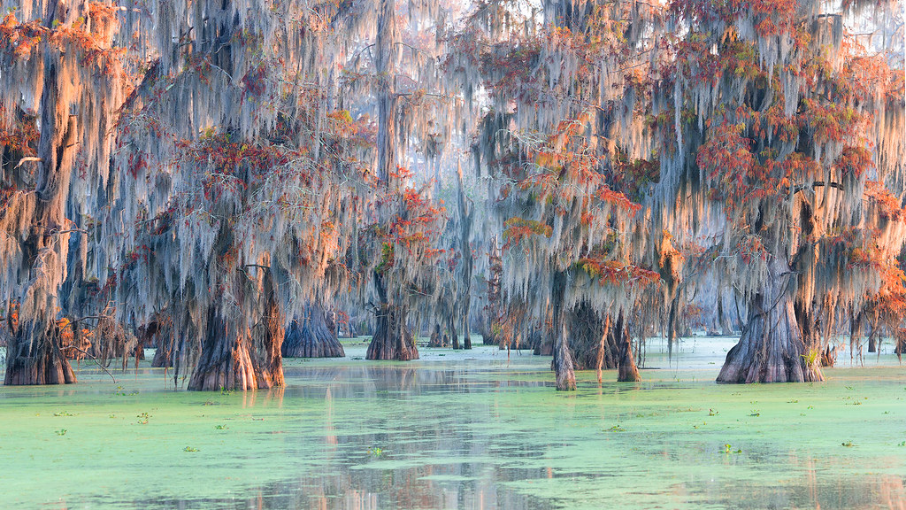 Louisiana Swamp Roberto Marchegiani Flickr