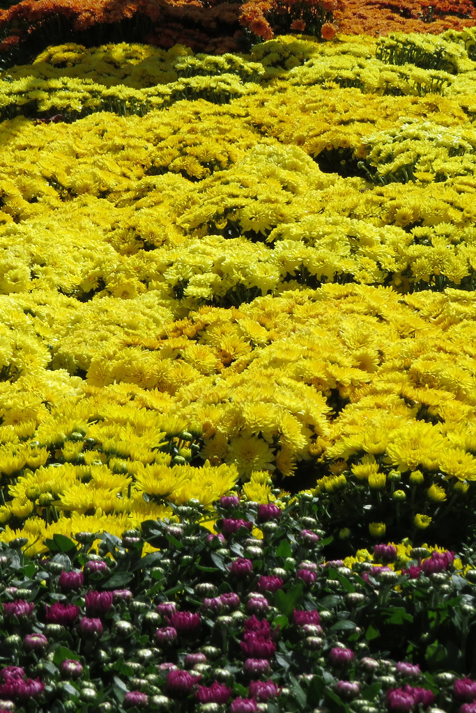 Flowers for sale in home improvement garden shop Daly City… Flickr