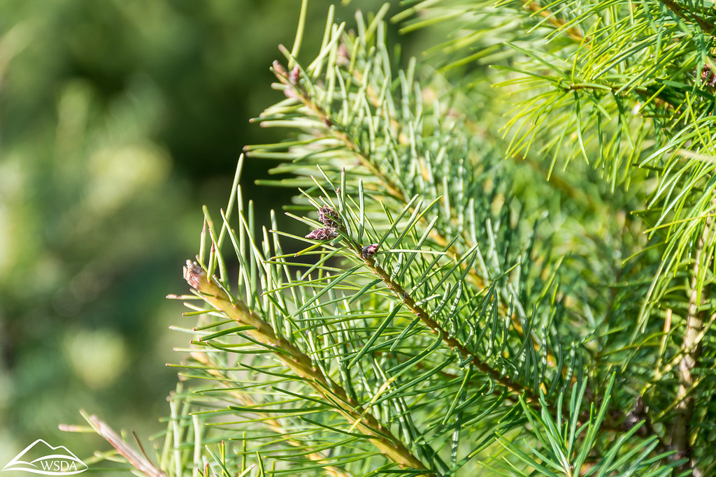 Washington Christmas Tree Farm Visiting a Christmas tree f… Flickr