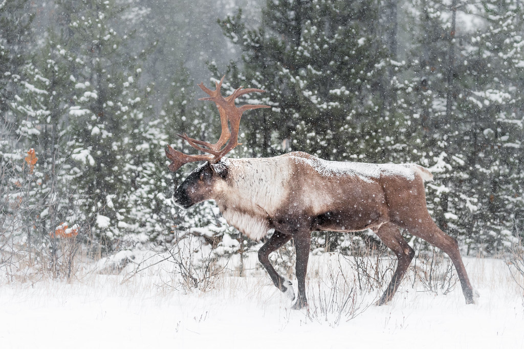 Caribou In Winter