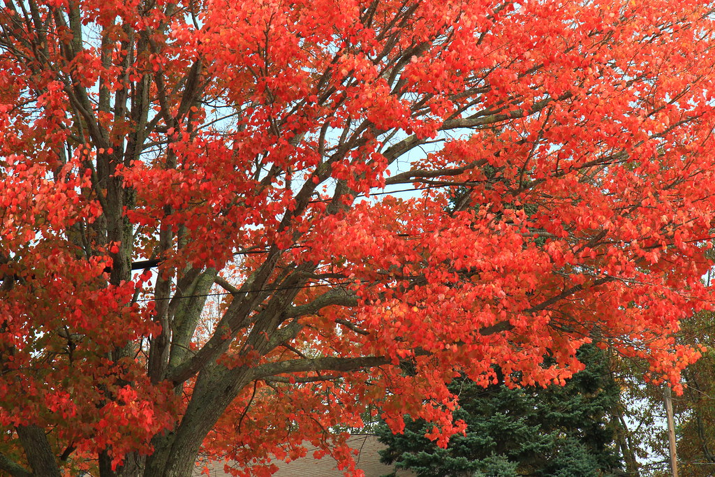 Maple Tree in Lower Beach Road, Saco, ME Brilliant red col… Flickr