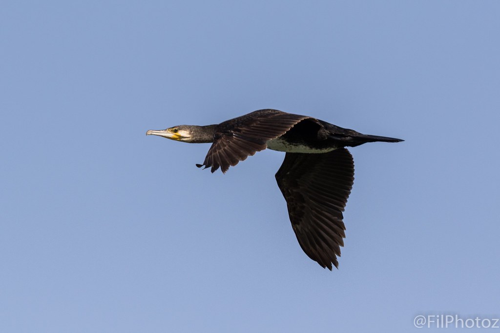 Great Cormorant qatar qatarbirds greatcormorant action… Flickr