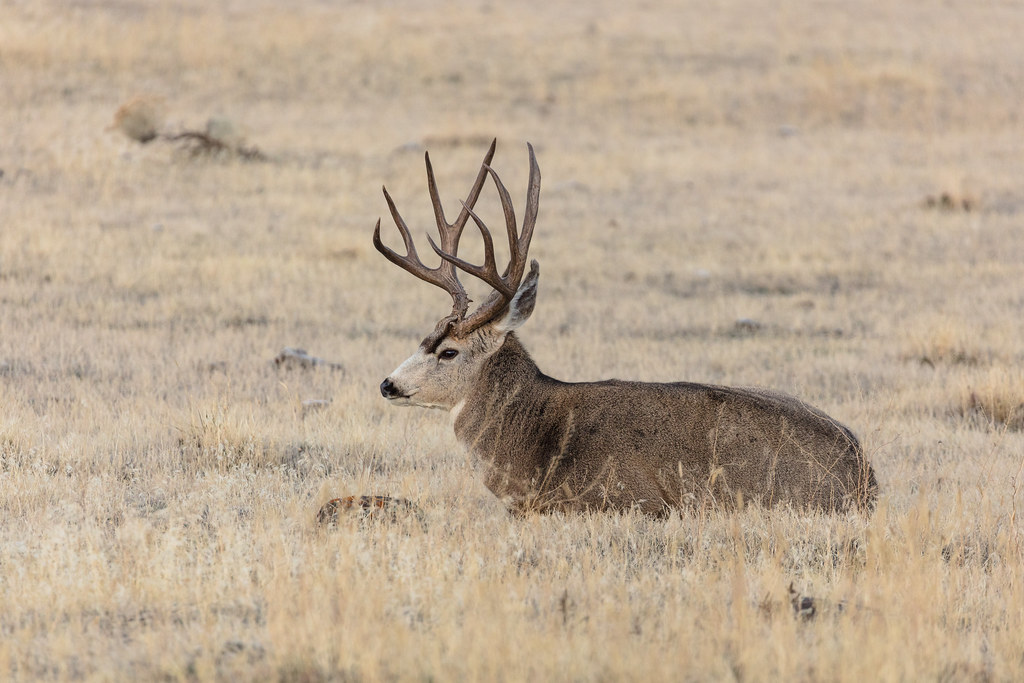 Mule deer buck near the north entrance NPS / Jacob W. Fran… Yellowstone National Park Flickr