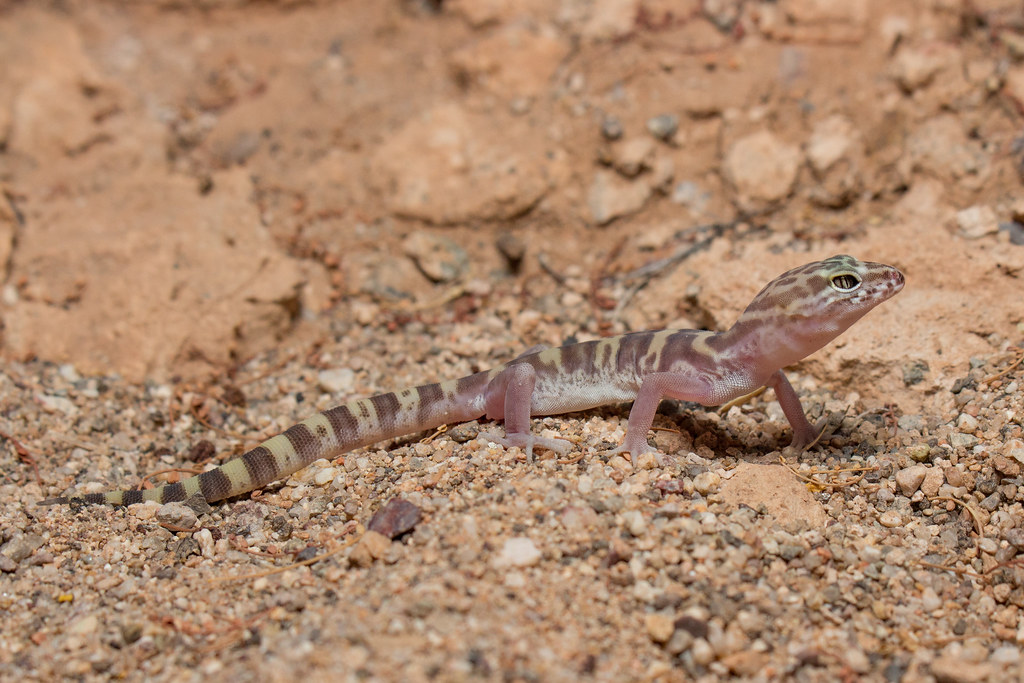 Tucson Banded Gecko (Coleonyx variegatus bogerti) Noah K. Fields Flickr