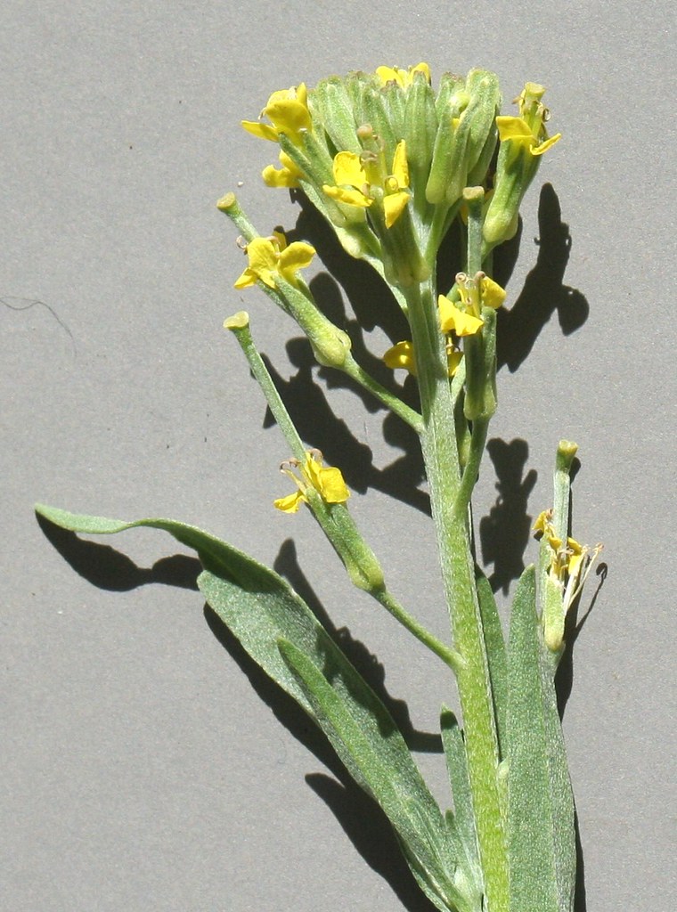 Plants_OB_410 Erysimum repandum, spreading wallflower. Col… Flickr