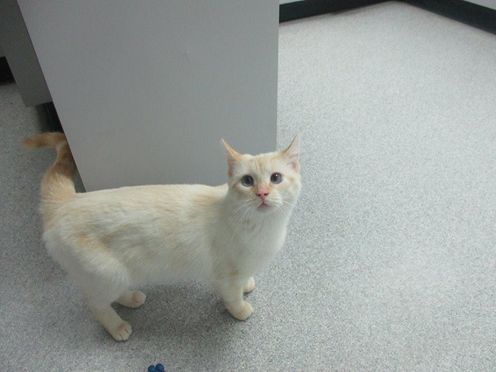 All Found & Sighted cats Flickr