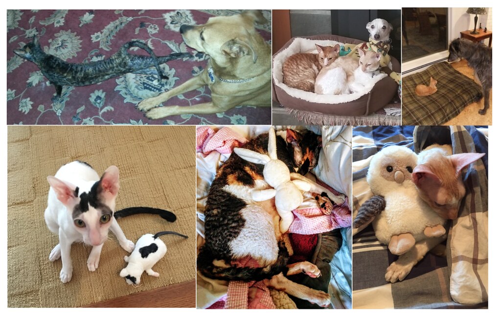 2018 Cornish Rex Friends Calendar August Available at corn… Flickr