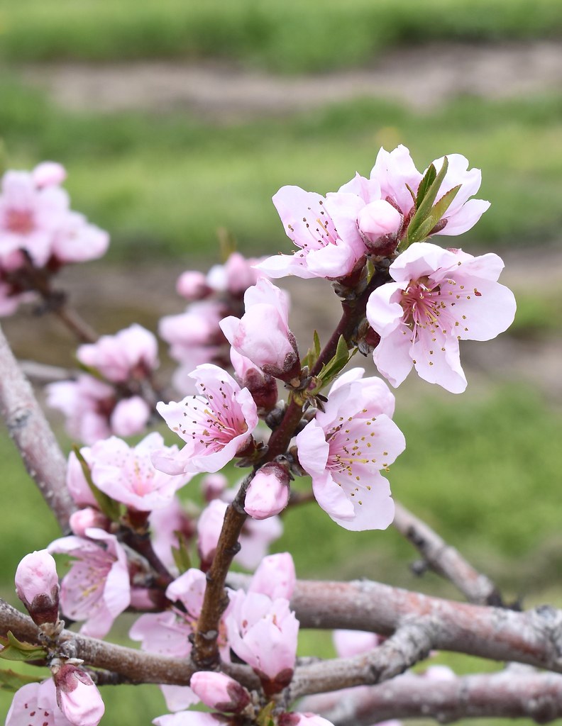 Fruit Tree Blossom MJ Harbey Flickr