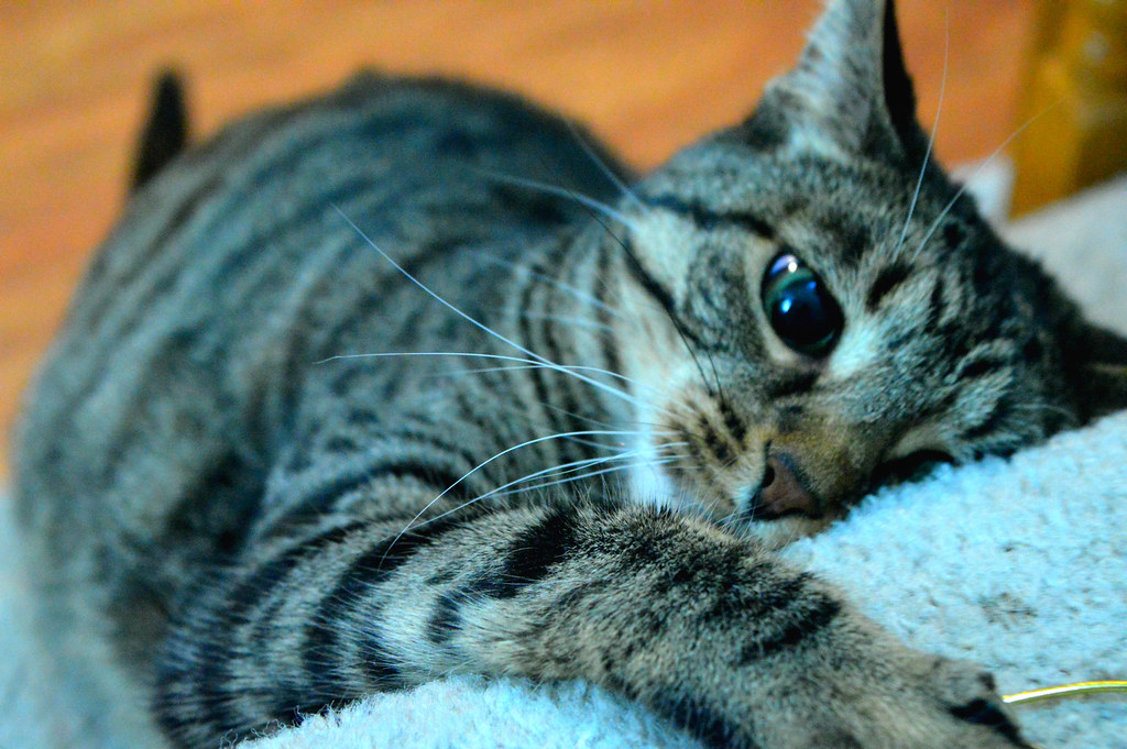 best pet photography photos Flickr