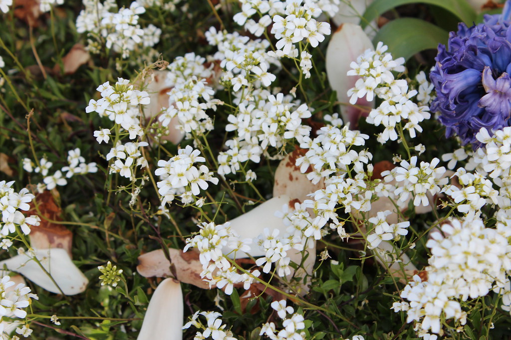 Flowers Hannah Mason Flickr