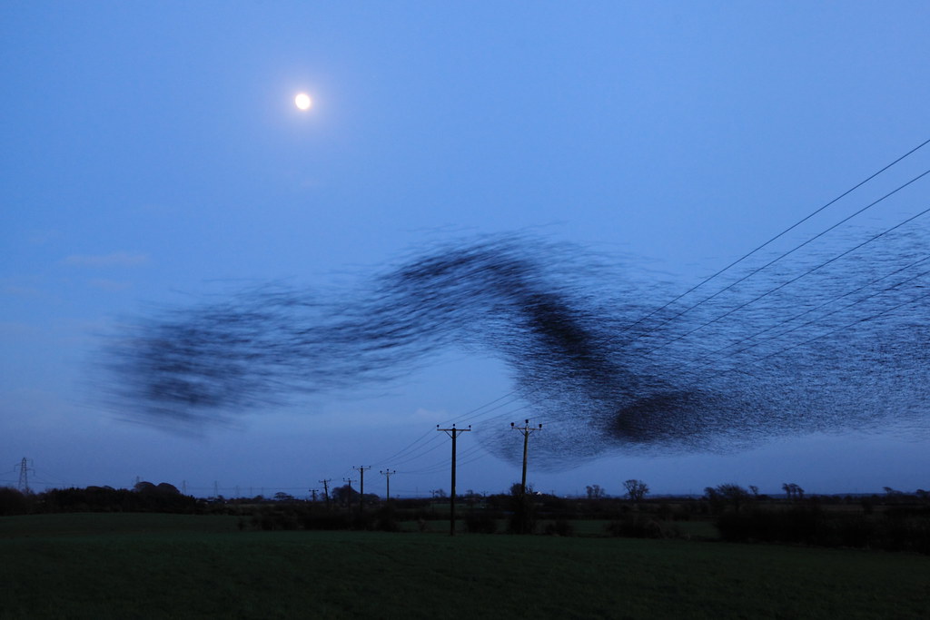 Starlings Banks NY 2015 052 David Wadsworth Flickr