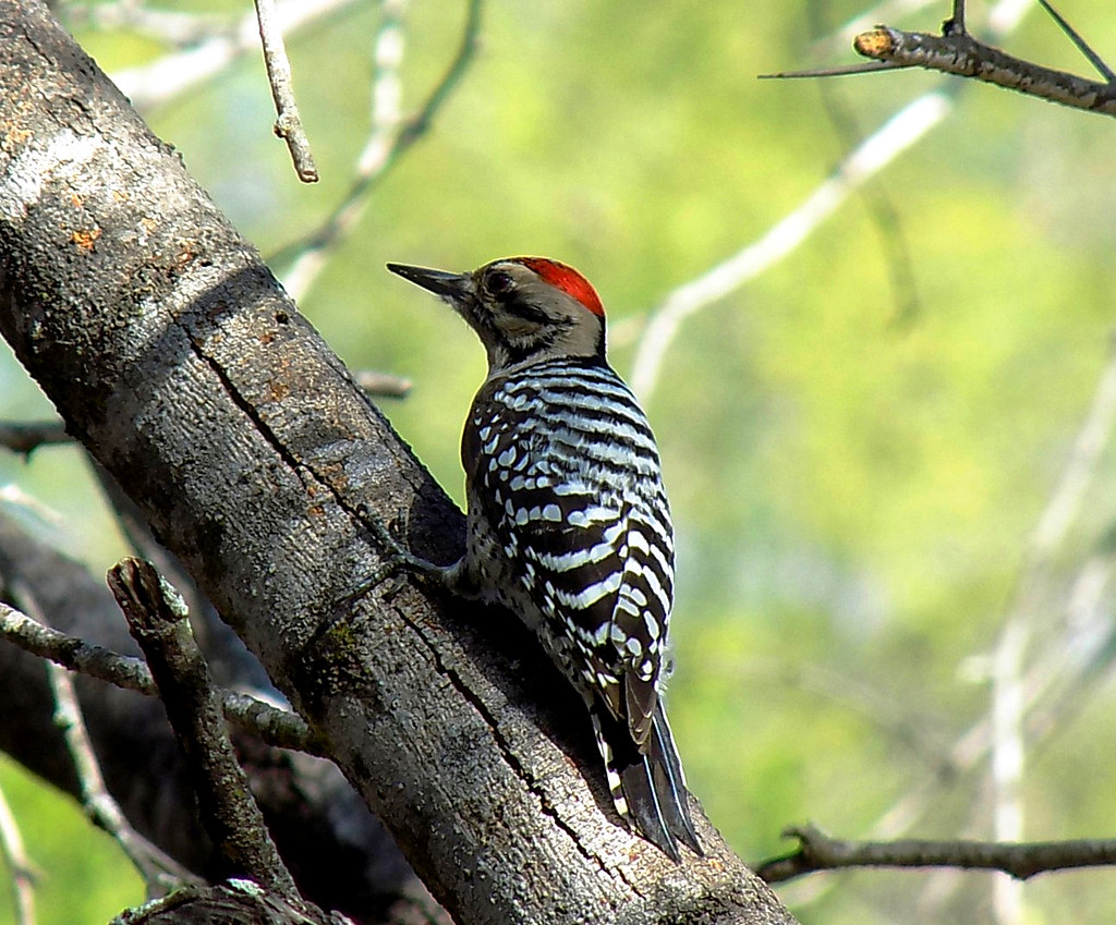 Salineno, Texas, Male, Ladderback Woodpecker a photo on Flickriver
