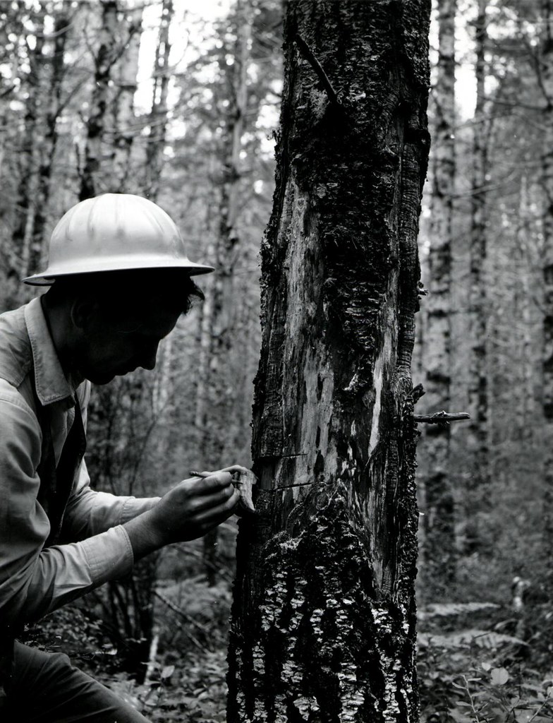 1961. Earl Nelson with "cat face" on young Douglasfir cau… Flickr