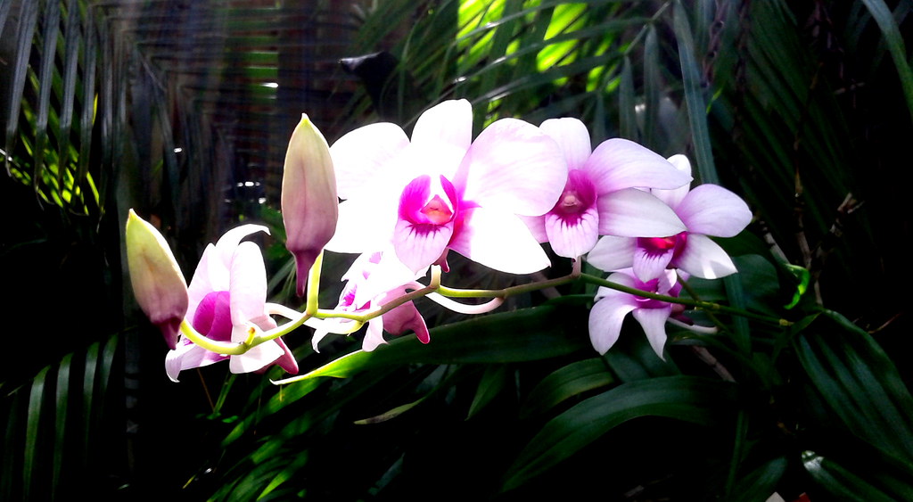 November surprise... My orchid usually blooms in September… Flickr