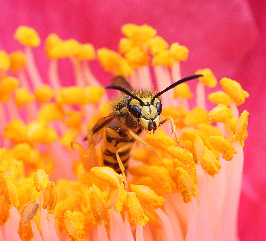 Yellow jackets dancing in November Thought these shades of… Flickr