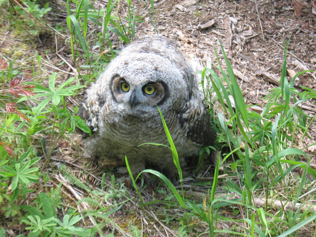 Fledgling Great Horned Owl Lolo National Forest, Montana. … Flickr